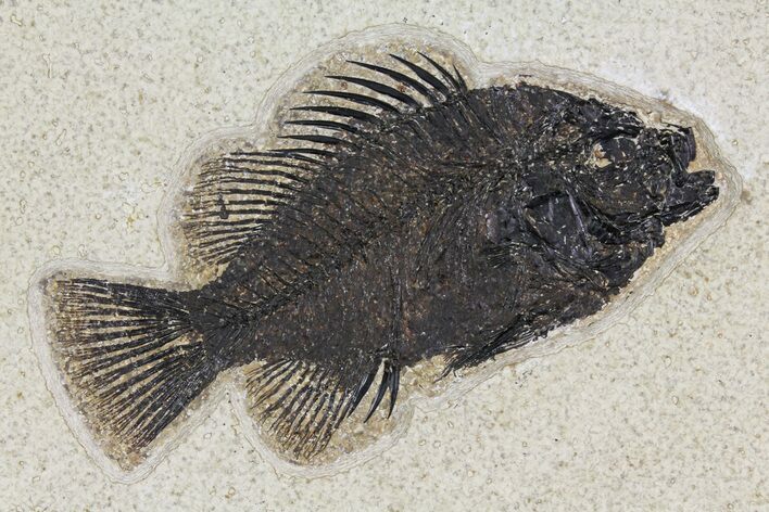 Fossil Fish (Cockerellites) - Wyoming #158571